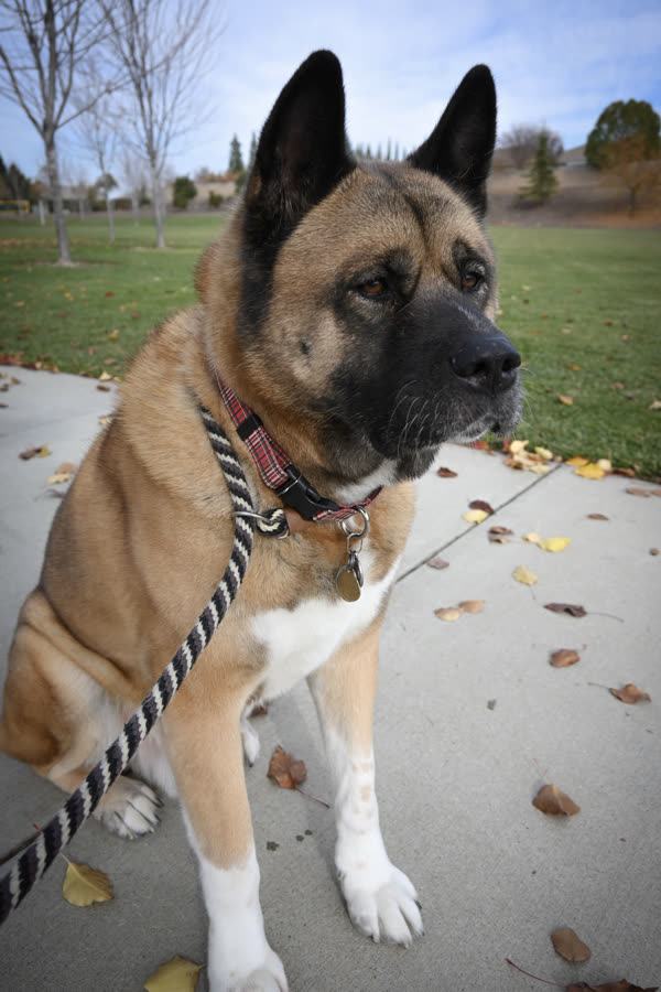 An Akita sitting on a path scattered with autumn leaves