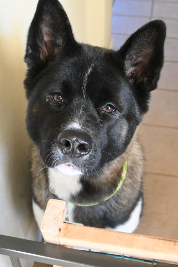 An Akita looking directly into the camera