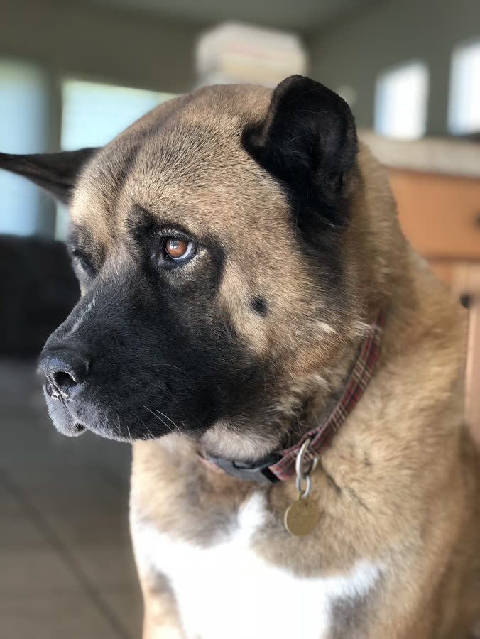 An Akita in profile, catching the light through a window