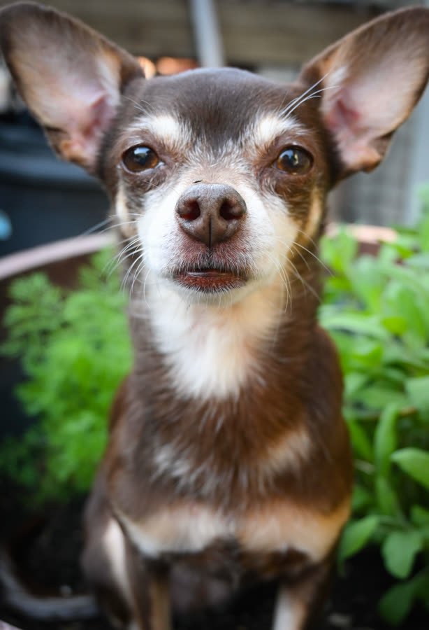 Close-up of a chihuahua with oversized ears
