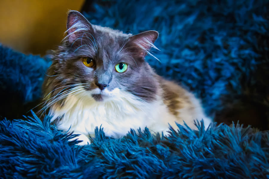 A long-haired cat with mismatched eyes resting on a blue blanket
