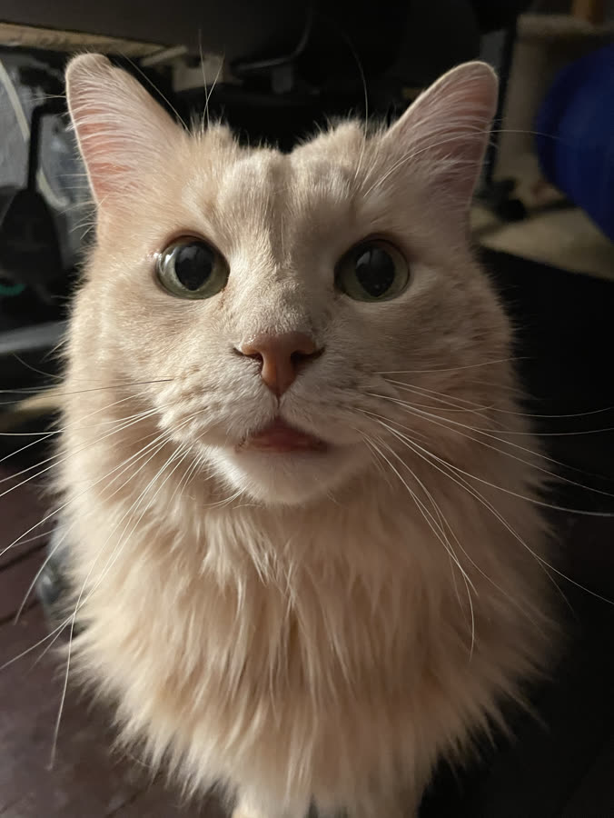 A cream long-haired cat looking up at the camera