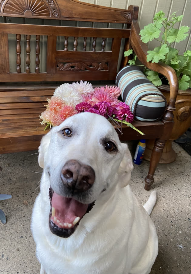A white lab wearing a crown of dahlias