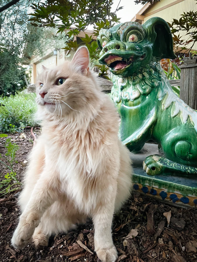A fluffy cat sitting beside a green garden statue