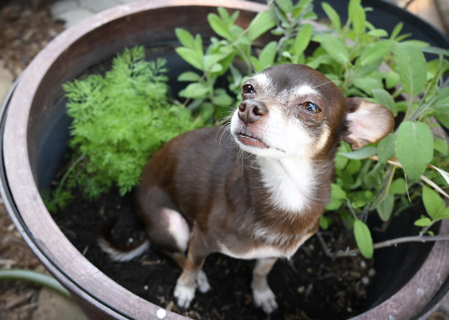 A small dog sitting among the herbs in a terracotta planter