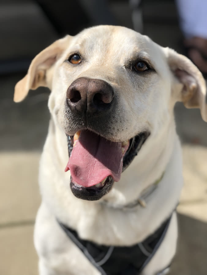 A yellow lab grinning at the camera