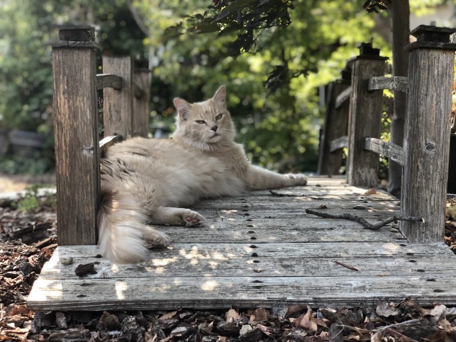 A cat stretched out on a weathered wooden gate