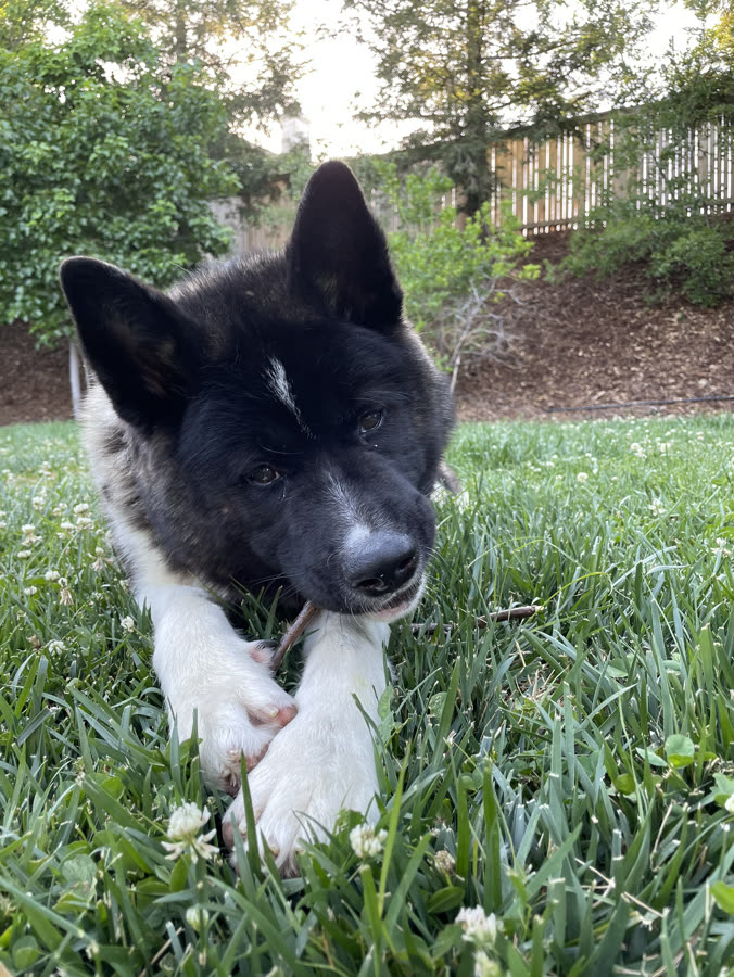 An Akita puppy lying in tall spring grass