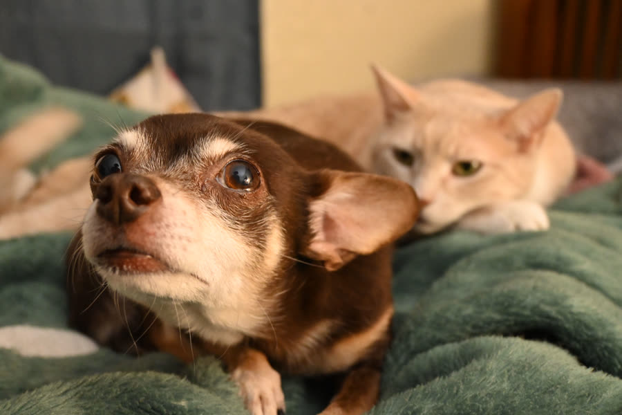 A dog and a cat sharing a blanket