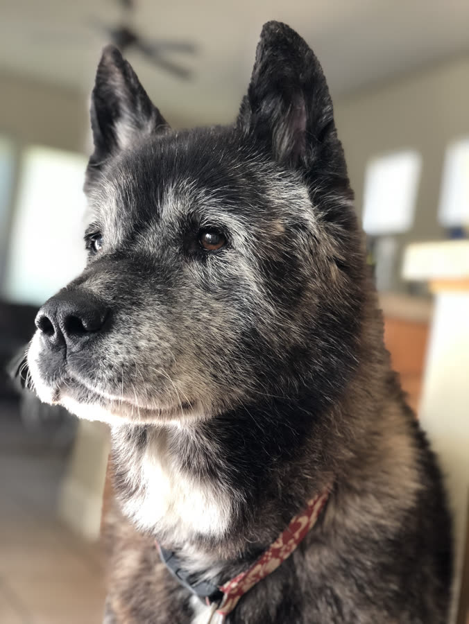Profile of a silver-muzzled Akita in warm afternoon light