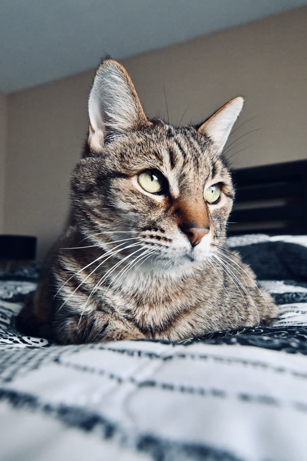 A tabby cat lounging on a patterned bedspread